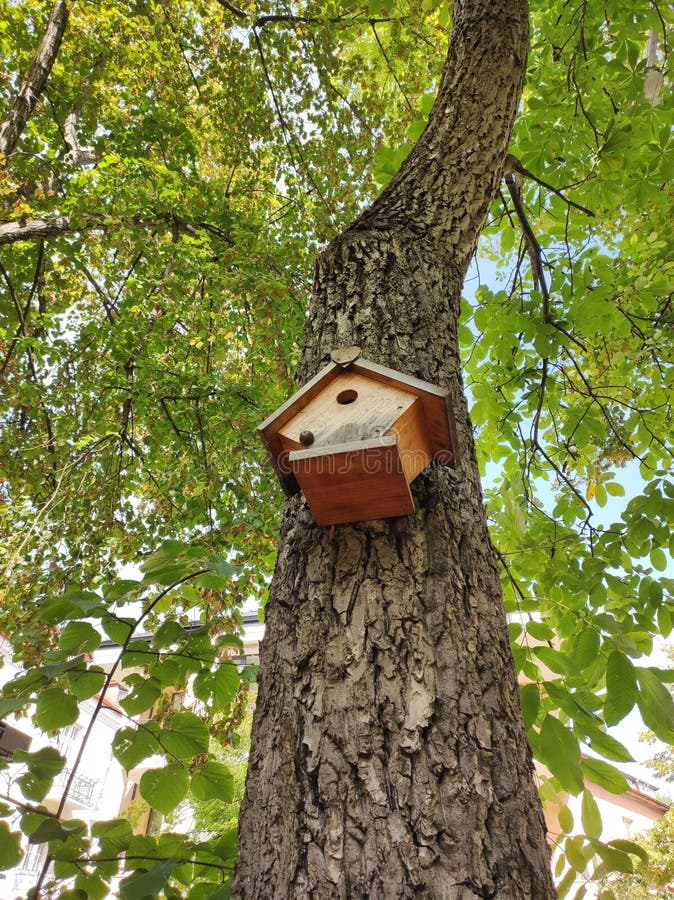 Wooden birdhouse on tree stock image.