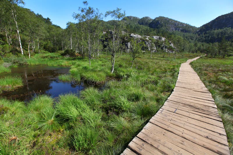 Wooden Boardwalk On The Swampland Stock Image Image Of Trees Morass