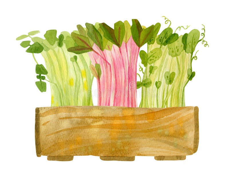 Wooden box with seedlings. Seasonal pea, beet, basil multicolored crops. Fresh microgreens, watercress salad. Garden season backdrop. Sprouts of plants. Hand drawn watercolor clipart