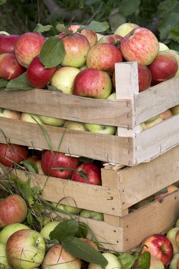 Wooden Boxes Full of Ripe Apples Stock Photo Image of organic