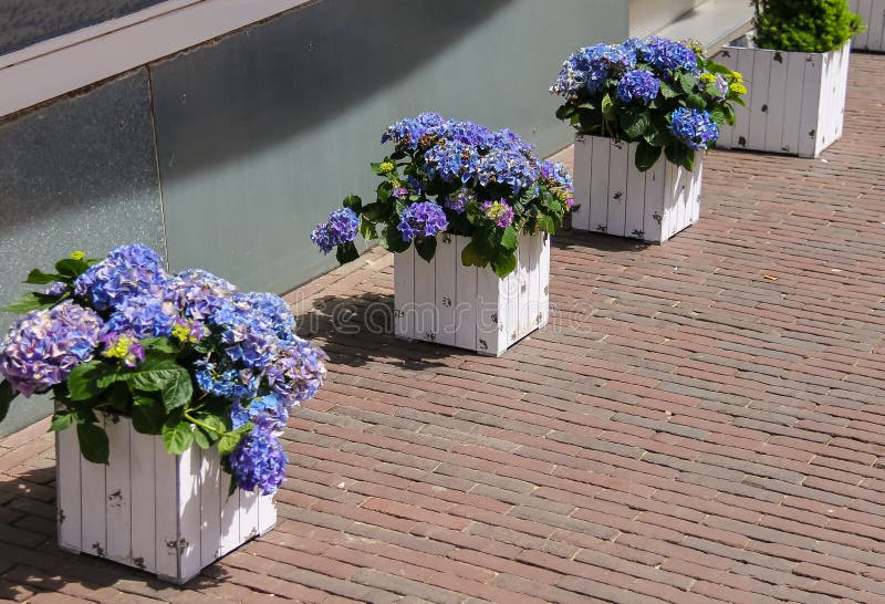 Wooden boxes with violet flowers hydrangea on the sidewalk