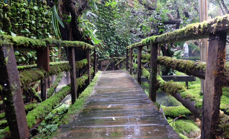 Wooden bridge with greenâ€‹ moss. Wooden bridge inâ€‹ tropicalâ€‹ rainâ€‹ forest.