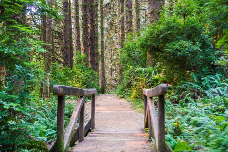 Wooden bridge and hiking path through an evergreen trees forest, Prairie Creek Redwoods State Park, California