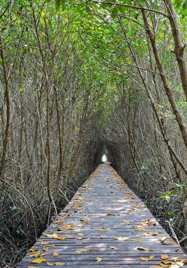 Mangrove Forest Stock Image Image Of Fall Rural Root 30180859