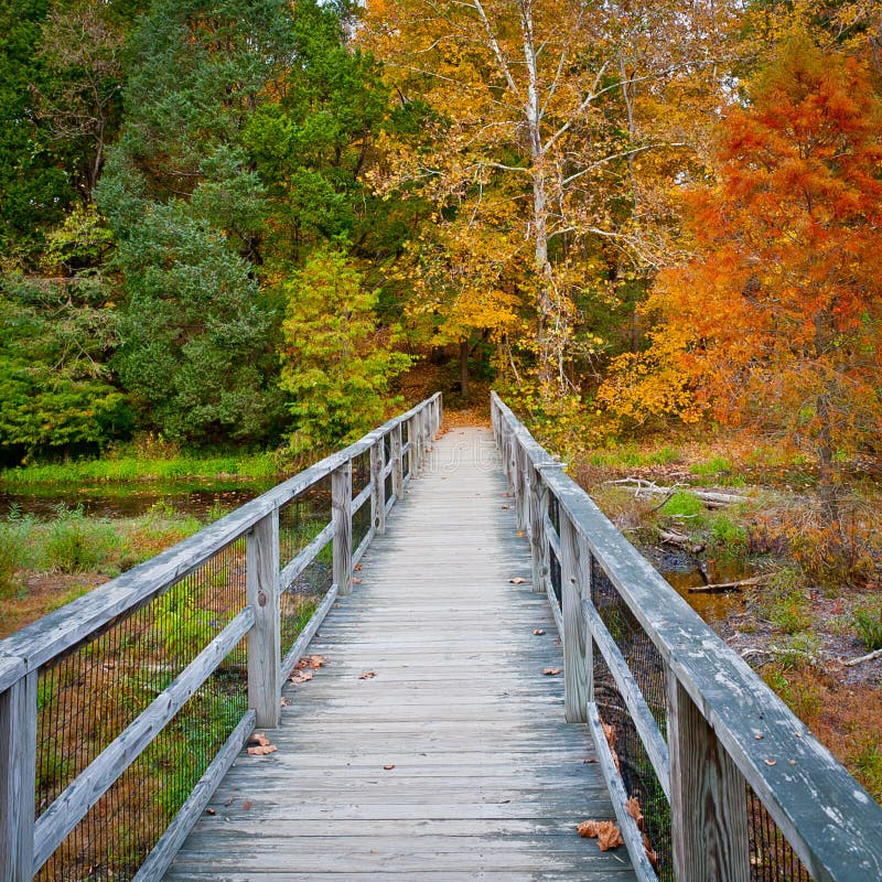 Wooden bridge over creek in autumn forest.