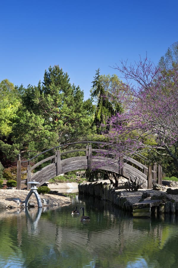 Wooden Bridge over pond in a Japanese Garden