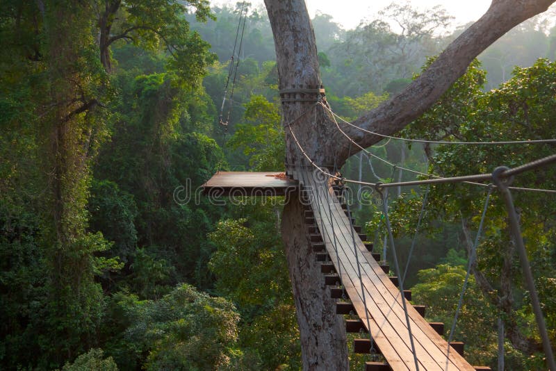 Wooden Bridge On Tree In Jungle Stock Photo - Image Of Crossing,  Construction: 19681864