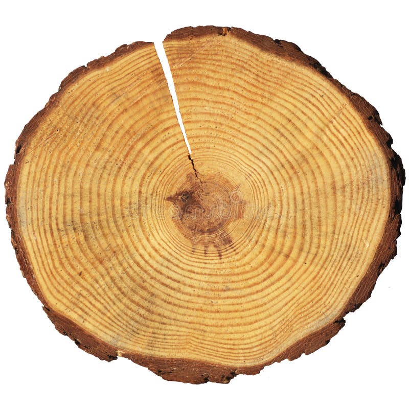 Wooden circle with a split cut of the log. Roughness stock images, royalty-free photos and pictures