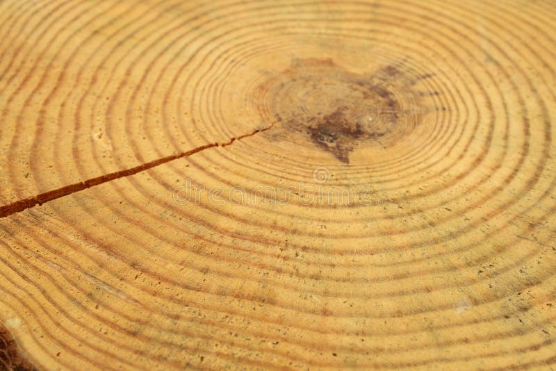 Wooden Circle With A Split Cut Of The Log Stock Photo, Picture and Royalty  Free Image. Image 11874051.