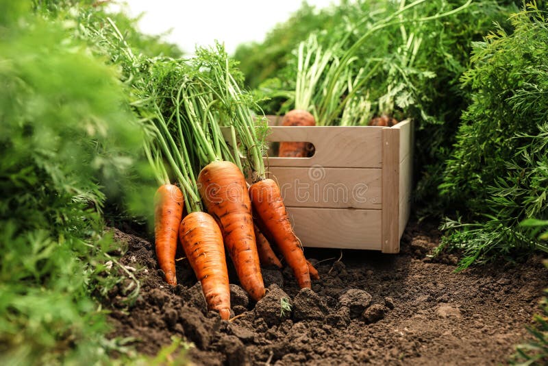 Wooden crate of fresh ripe carrots on field