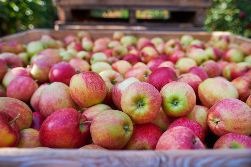 Wooden crate full of fresh apples. harvest of fresh organic apples during autumn fall september in poland in apple orchard