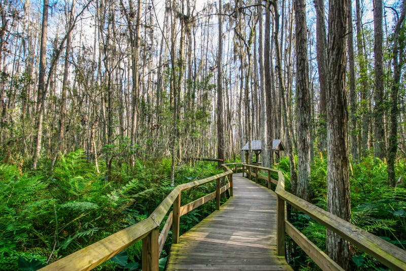Wooden Deck in the Everglades, Florida Stock Image Image of plant