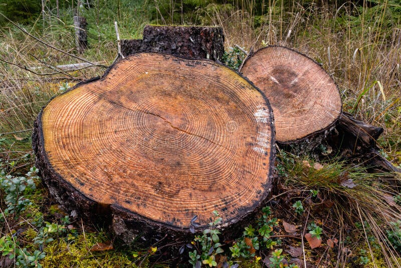 Wooden Discs of a Cut Pine Tree in Nature Stock Photo Image of