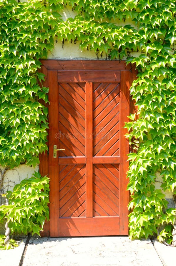 Wooden door at home, wrapped in thick greenery