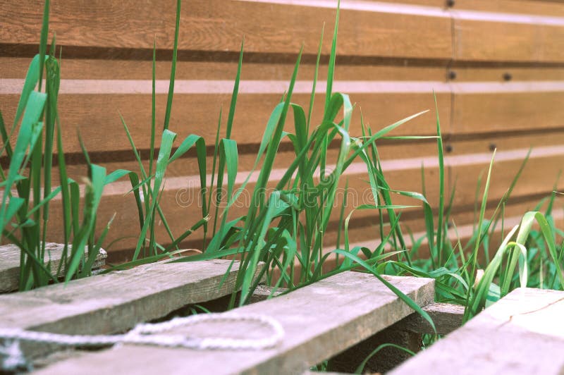 Wooden fence, pallet and fresh green grass background. wooden fence with green grass under it. Background fence in a landscape