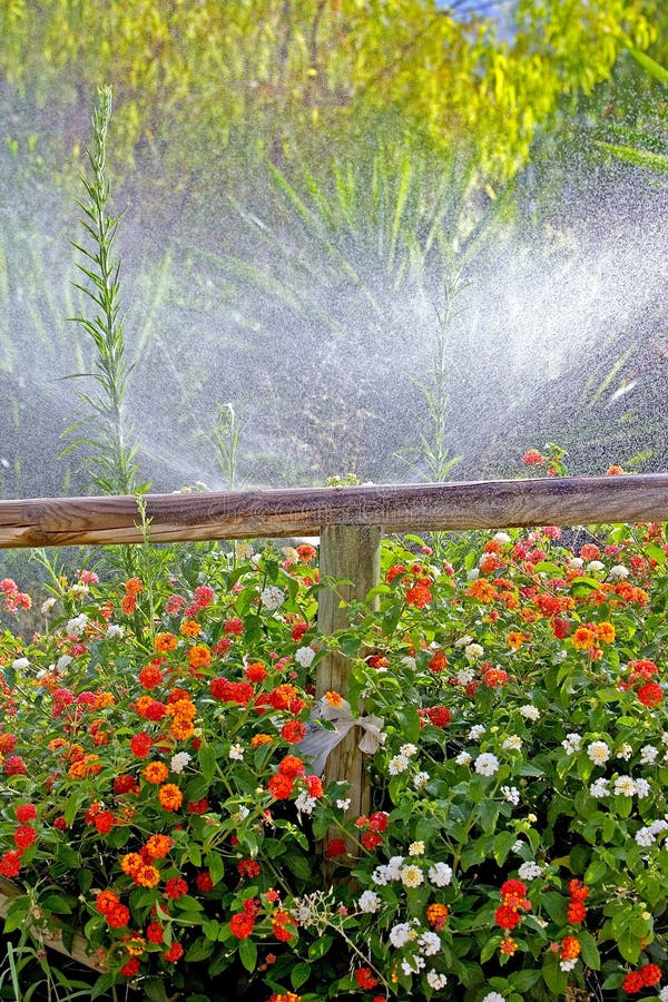 Wooden fence surrounded by colorful flowers