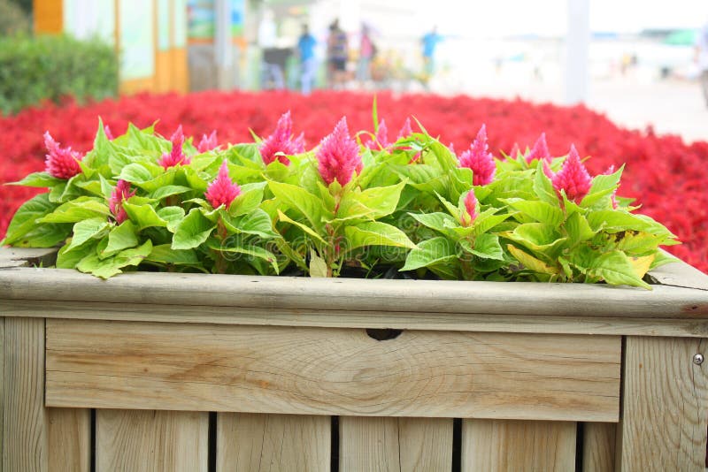 Wooden flower bed stock image. Image of color, wooden 45775111