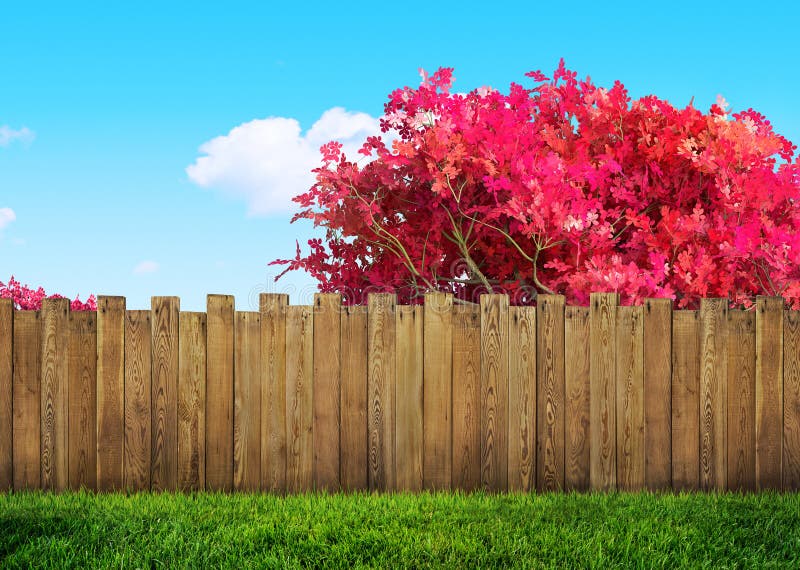 Wooden garden fence at backyard and bloom tree in spring