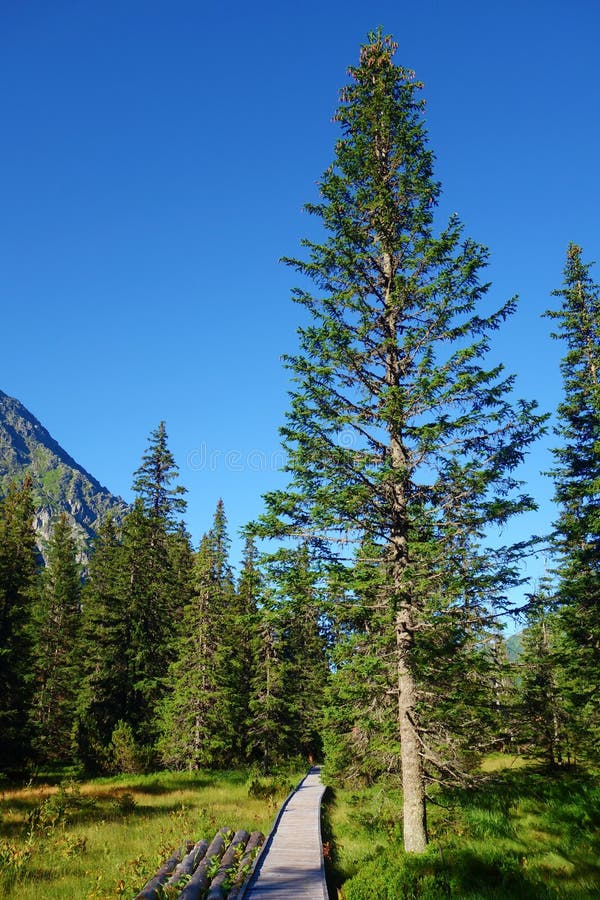 Dřevěná turistická cesta v Koprově dolině, národní park Vysoké Tatry, Slovensko