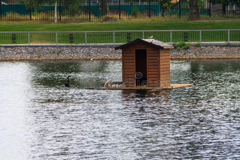 Wooden house for swans on lake in city park stock photos