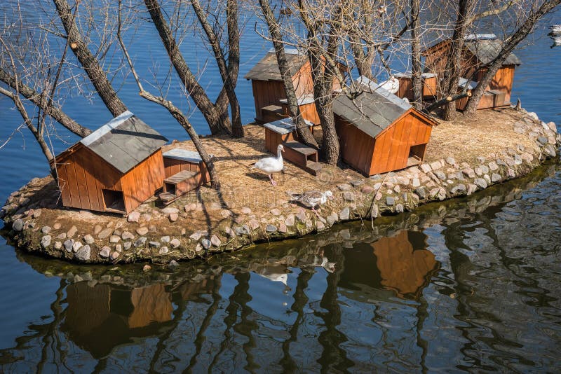 Wooden Houses for Mandarin Ducks on Pond Stock Photo Image of rivershore, closeup 146693930