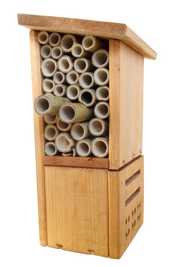 Wooden Insect Bug Box Stock Photo Image 18284940