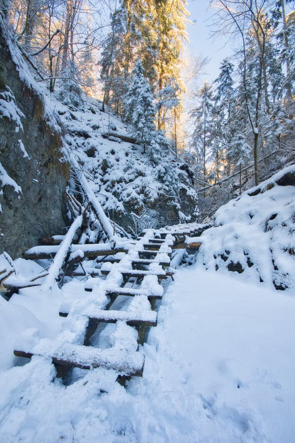 Dřevěný žebřík v rokli Suchá Belá ve Slovenském ráji v zimě