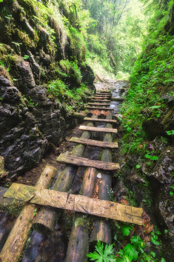 Wooden ladders path in Velky Sokol gorge in the Slovak Paradise during summer