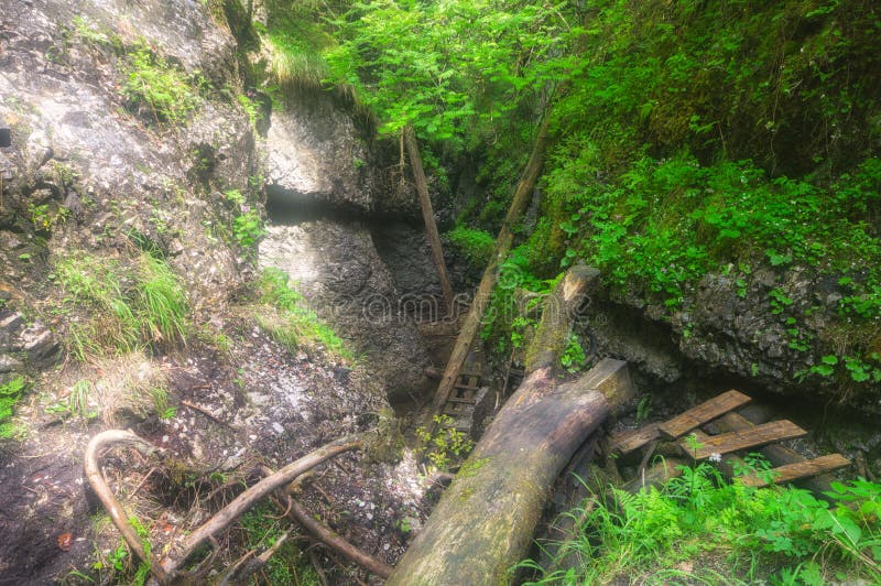 Wooden ladders path in Velky Sokol gorge in the Slovak Paradise during summer