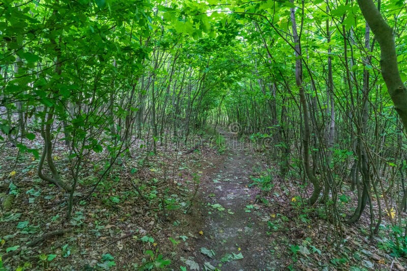 Dřevěná rozhledna na Kukle, Slovensko