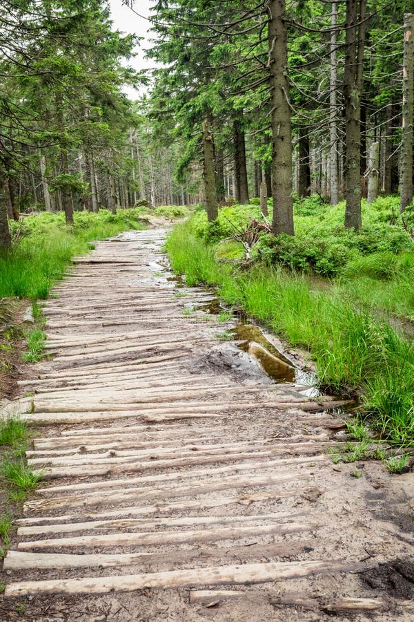 Wooden Mountain Trail in the Forest Stock Photo Image of activity, park 47221652