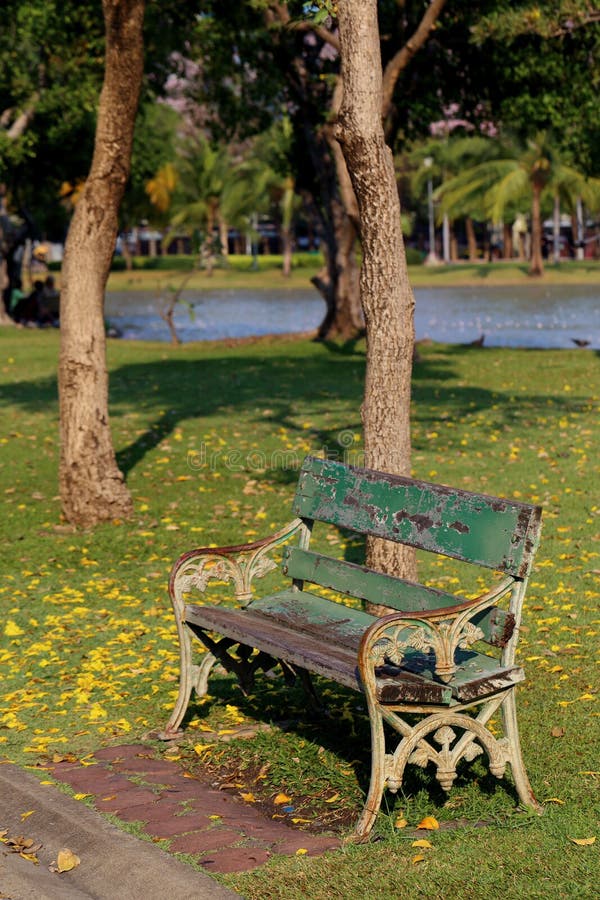 Wooden Park Bench Under Tree and Near a Lake Stock Photo Image of
