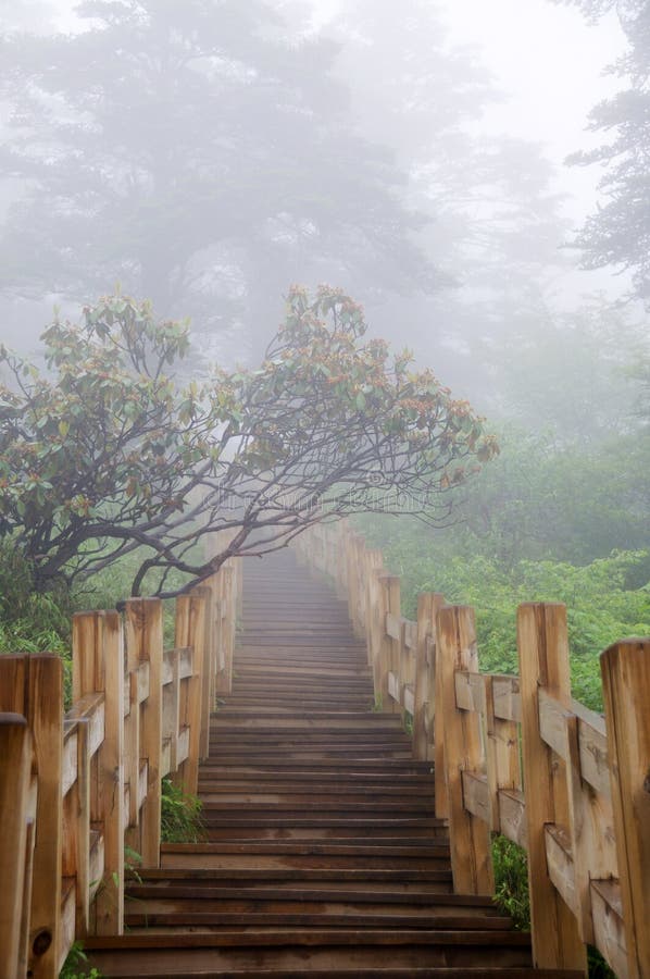 Wooden path in the Forest