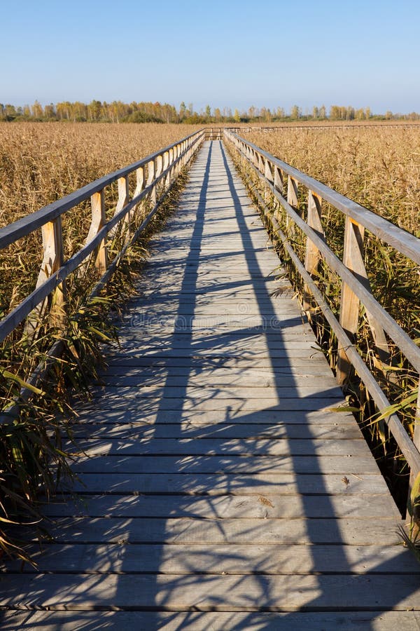 Wooden Path Vanishing In Marsh Stock Photo Image Of Travelling Weeds