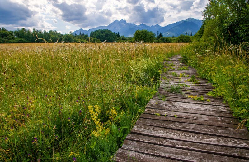 Wooden path through a wetland meadow in the foothills