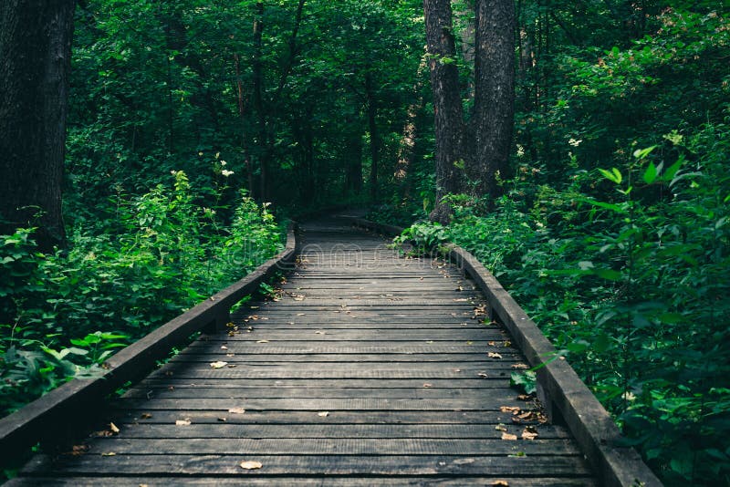 Wooden pathway or walkway from wood planks in forest park stock image Wooden pathway or walkway from wood planks in forest park stock image