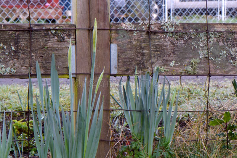 Wooden Post Yellow Daffodil 14 Stock Image Image of front, outdoor 242108589