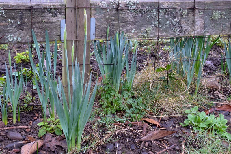 Wooden Post Yellow Daffodil 23 Stock Image Image of bulb, garden 242108755