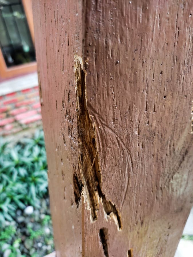 Driftwood Termite Stock Photos Free & RoyaltyFree Stock Photos from