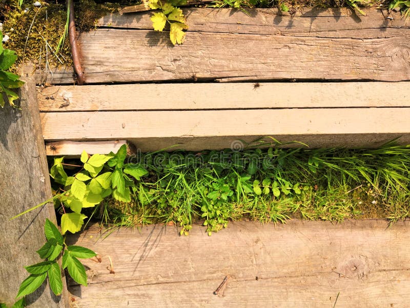 Wooden steps, walkway, beautiful tropical garden with exotic plants and flowers. green floral background. Green plants on wooden steps, forest, nature, outdoor royalty free stock photos Wooden steps, walkway, beautiful tropical garden with exotic plants and flowers. green floral background. Green plants on wooden steps, forest, nature, outdoor royalty free stock photos