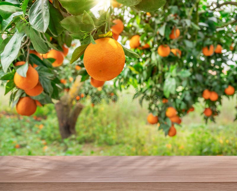 Wooden table top ander orange trees covered with orange fruits. Blurred sunny orchard garden at the background.