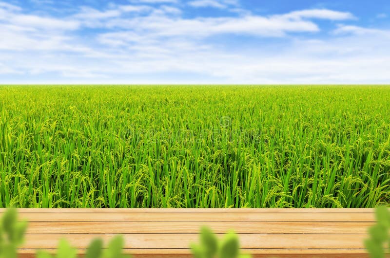 Wooden Table Top with Green Landscape View of Green Rice Field. Stock Image  - Image of green, environment: 196199021