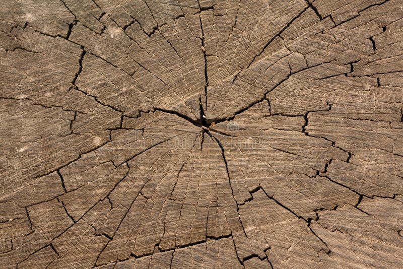 Wooden texture