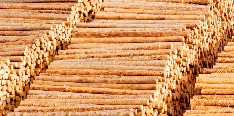 Piles of neatly stacked wooden timber logs.