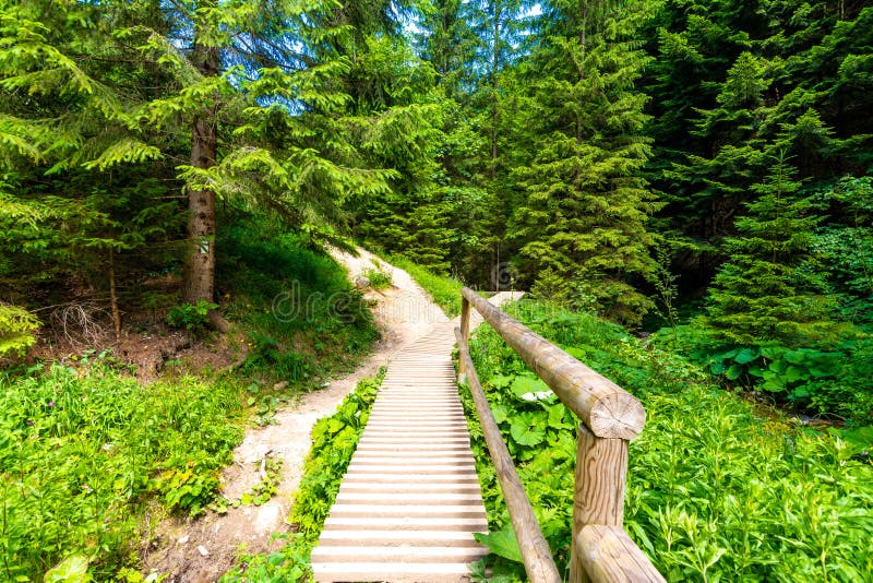 Dřevěná turistická stezka v zeleném lese na Slovensku v národním parku Malá Fatra - Jánošíkove Diery