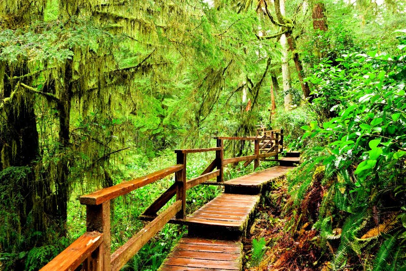 Wooden trail through the rainforest of Pacific Rim National Park, Vancouver Island