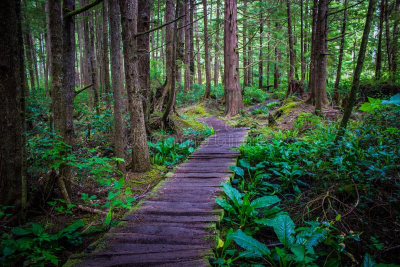 Wooden trail in a temperate rainforest to Shi Shi Beach stock image Wooden trail in a temperate rainforest to Shi Shi Beach stock image