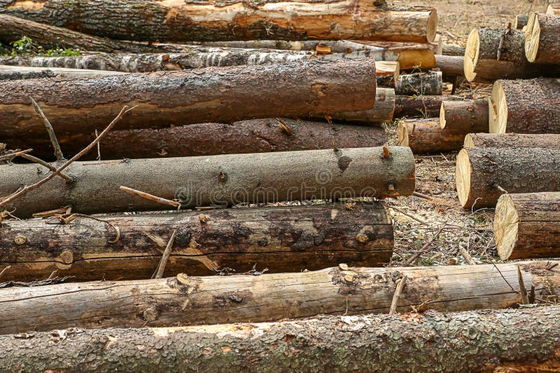 Wooden trunks long logs with bark untreated background building rustic natural material royalty free stock images