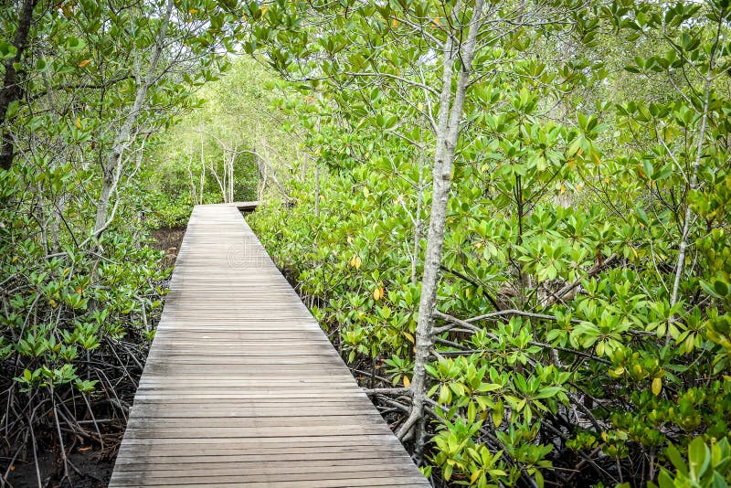 Wooden Walkway In Mangrove Forest Stock Photo Image Of Season