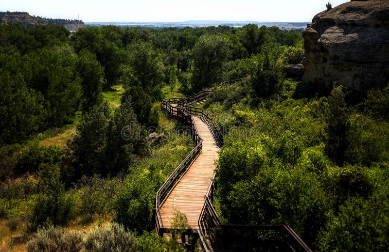 A wooden walkway through forest of trees